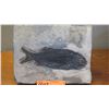 Image 2 : Fossil: Black Fish "Asialepidoter" Embedded in Rock Sheet - Guizhou, China (200 mil yrs)