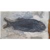 Image 3 : Fossil: Black Fish "Asialepidoter" Embedded in Rock Sheet - Guizhou, China (200 mil yrs)