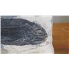 Image 4 : Fossil: Black Fish "Asialepidoter" Embedded in Rock Sheet - Guizhou, China (200 mil yrs)