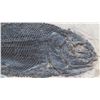 Image 6 : Fossil: Black Fish "Asialepidoter" Embedded in Rock Sheet - Guizhou, China (200 mil yrs)