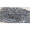 Image 7 : Fossil: Black Fish "Asialepidoter" Embedded in Rock Sheet - Guizhou, China (200 mil yrs)