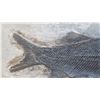 Image 9 : Fossil: Black Fish "Asialepidoter" Embedded in Rock Sheet - Guizhou, China (200 mil yrs)