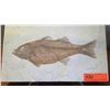 Image 1 : Fossil: Bony Fish on Limestone (36 to 58 million years), Green River Formation, Wyoming