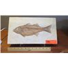 Image 2 : Fossil: Bony Fish on Limestone (36 to 58 million years), Green River Formation, Wyoming