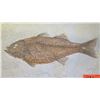 Image 3 : Fossil: Bony Fish on Limestone (36 to 58 million years), Green River Formation, Wyoming