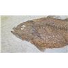 Image 4 : Fossil: Bony Fish on Limestone (36 to 58 million years), Green River Formation, Wyoming