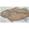 Image 5 : Fossil: Bony Fish on Limestone (36 to 58 million years), Green River Formation, Wyoming
