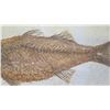 Image 6 : Fossil: Bony Fish on Limestone (36 to 58 million years), Green River Formation, Wyoming