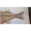 Image 7 : Fossil: Bony Fish on Limestone (36 to 58 million years), Green River Formation, Wyoming