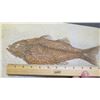 Image 8 : Fossil: Bony Fish on Limestone (36 to 58 million years), Green River Formation, Wyoming