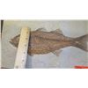 Image 9 : Fossil: Bony Fish on Limestone (36 to 58 million years), Green River Formation, Wyoming
