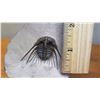 Image 8 : Fossil: Trilobite, (Acidaspis, circa 450 mil yrs), 3-D w/ "Beak", Partially Embedded in Limestone