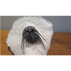 Fossil: Black Trilobite (Acidaspis?, circa 450 mil yrs), 3-D w/ Partially Embedded in Limestone