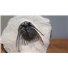 Image 3 : Fossil: Black Trilobite (Acidaspis?, circa 450 mil yrs), 3-D w/ Partially Embedded in Limestone