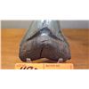 Image 2 : Fossil: Black Megalodon Tooth from Prehistoric Megalodon Shark (extinct 2.6 mil yrs ago)