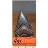 Image 1 : Fossil: Megalodon Tooth w/Barnacle Growth, from Megalodon Shark, (extinct 2.6 mil yrs ago)