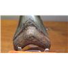 Image 2 : Fossil: Megalodon Tooth w/Barnacle Growth, from Megalodon Shark, (extinct 2.6 mil yrs ago)
