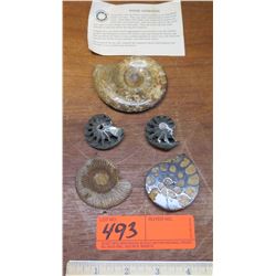 Fossil: 5 Pieces Ammonite from Jurassic age (circa 180 million years ago), Cut & Polished