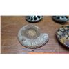 Image 2 : Fossil: 5 Pieces Ammonite from Jurassic age (circa 180 million years ago), Cut & Polished