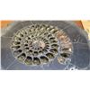 Image 8 : Fossil: 2 Fossilized Ammonites Encrusted in Rock, Approx. 10" dia., Purchased for $1600