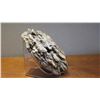 Image 8 : Fossil: Ammonite Cluster, Embedded in Rock, Approx. 11" dia.
