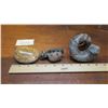 Image 8 : Fossil: 3 Fossilized Pieces (Mangrove Lobster, Nipponite, Fossilized Clam, 60-100 mil yrs)