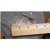 Image 8 : Fossil: Clam (Potamomya circa 25-50 mil yrs) Embedded in Round Rock, Approx. 5" dia.