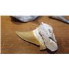 Image 2 : Fossil: 6 Pieces Fossilized Shark'sTeeth, Various Types
