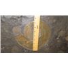 Image 8 : Fossil: Ammonites Embedded in Large Rock Segment, Approx. 2.5 Feet Across