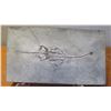 Image 2 : Fossil: Keichousaurus Hui, Triassic Period (circa 199 to 251 million years ago), Approx. 12" W