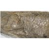 Image 8 : Fossil: Large Fish (Aspidorhynchid Teleost, circa 100 mil yrs), Over 3.5 Ft Long