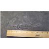 Image 8 : Fossil: Kuelchosaurus on Rock Sheet, From Triassic Period, Approx. 12.5" Across