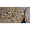 Image 8 : Fossil: 2 Large Fossilized Ammonites, Cut & Polished, Each Approx. 23" Across, 21" H