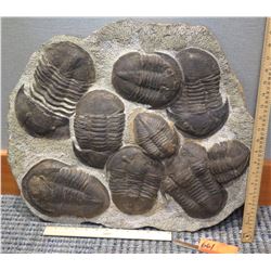 Fossil: Large Trilobite Plate, Trilobite Cluster (Calymene, 450 mil yrs), Approx. 2 Feet