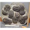 Image 1 : Fossil: Large Trilobite Plate, Trilobite Cluster (Calymene, 450 mil yrs), Approx. 2 Feet
