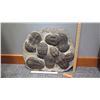 Image 2 : Fossil: Large Trilobite Plate, Trilobite Cluster (Calymene, 450 mil yrs), Approx. 2 Feet