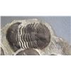Image 3 : Fossil: Large Trilobite Plate, Trilobite Cluster (Calymene, 450 mil yrs), Approx. 2 Feet