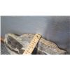Image 8 : Fossil: Large Trilobite Plate, Trilobite Cluster (Calymene, 450 mil yrs), Approx. 2 Feet