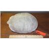 Image 2 : Fossil: Fossilized Turtle, Approx. 11" Across