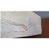 Image 8 : Fossil: Prehistoric Skate Shark Embedded in Rock Sheet, Approx. 17" Across