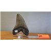 Image 8 : Fossil: Black Megalodon Tooth w/ Rock Crust, Approx. 4" across, 4.5" long