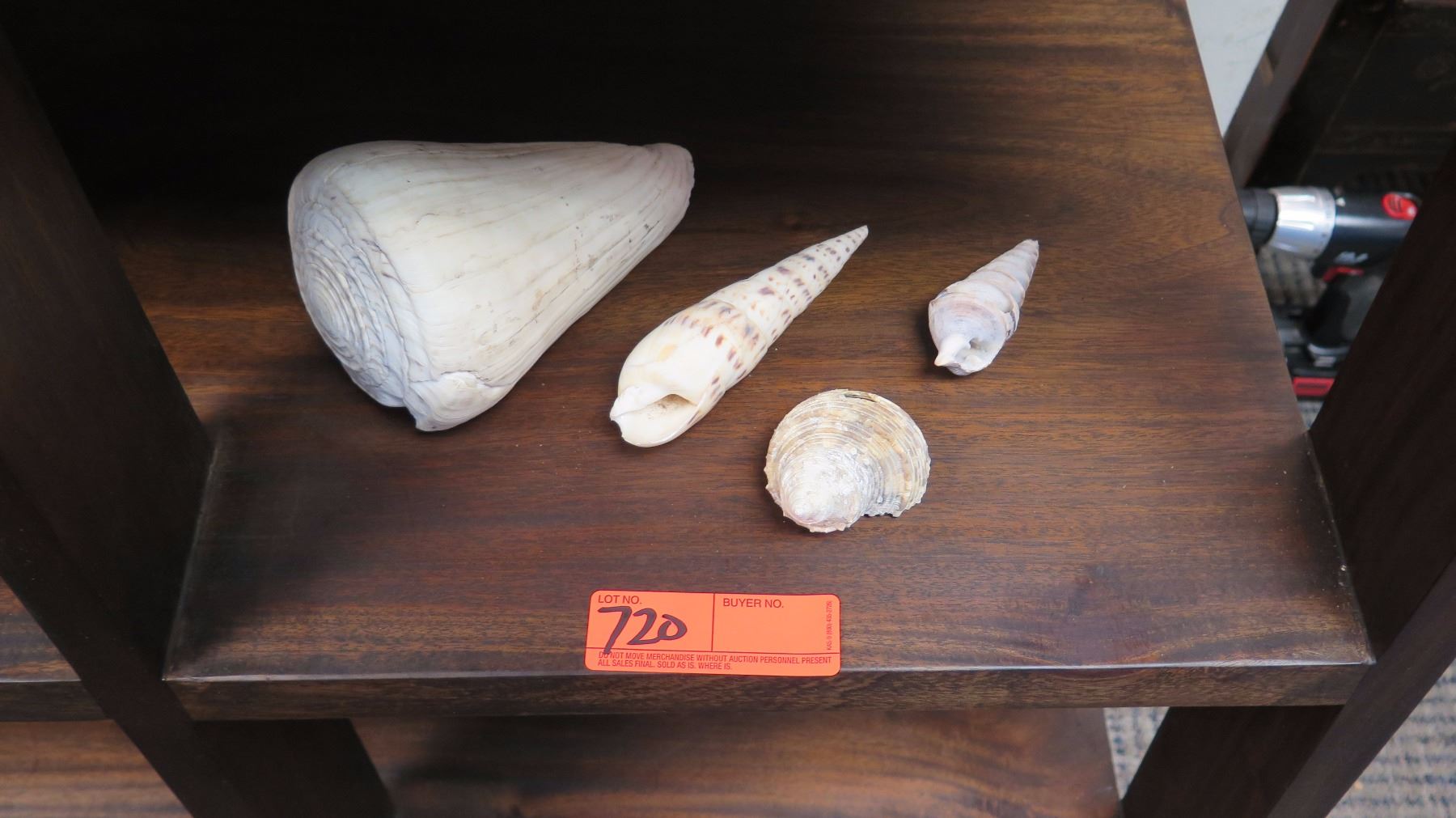 4 Sun-Bleached Conch Shells (1 Large, 3 Small)