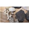 Image 2 : Various Fossils: Trilobites, Dino Dung, Squid, Fish, Clams, Rocks, etc.