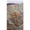 Image 10 : Fossil: Large Trilobite Plate, Trilobite Cluster (Olenellus, 525-550 mil yrs)