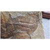 Image 11 : Fossil: Large Trilobite Plate, Trilobite Cluster (Olenellus, 525-550 mil yrs)