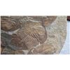 Image 12 : Fossil: Large Trilobite Plate, Trilobite Cluster (Olenellus, 525-550 mil yrs)
