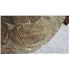 Image 13 : Fossil: Large Trilobite Plate, Trilobite Cluster (Olenellus, 525-550 mil yrs)