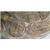 Image 14 : Fossil: Large Trilobite Plate, Trilobite Cluster (Olenellus, 525-550 mil yrs)