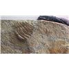 Image 16 : Fossil: Large Trilobite Plate, Trilobite Cluster (Olenellus, 525-550 mil yrs)