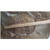 Image 20 : Fossil: Large Trilobite Plate, Trilobite Cluster (Olenellus, 525-550 mil yrs)
